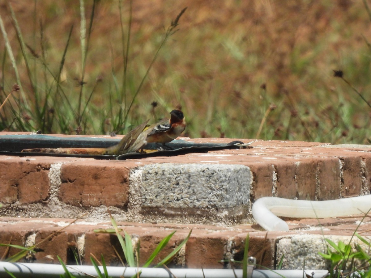 Bay-breasted Warbler - ML621390146