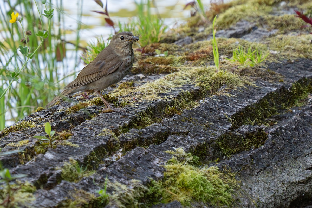 Swainson's Thrush - ML621390158