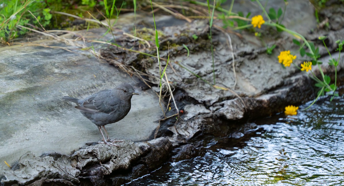 American Dipper - ML621390168