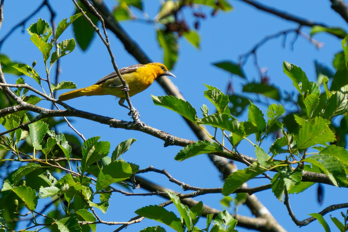 Bullock's Oriole - Jeff Huth