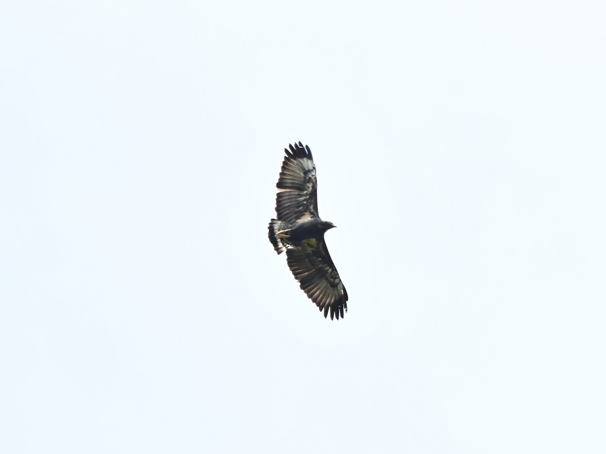 Solitary Eagle - Carlos Proaño