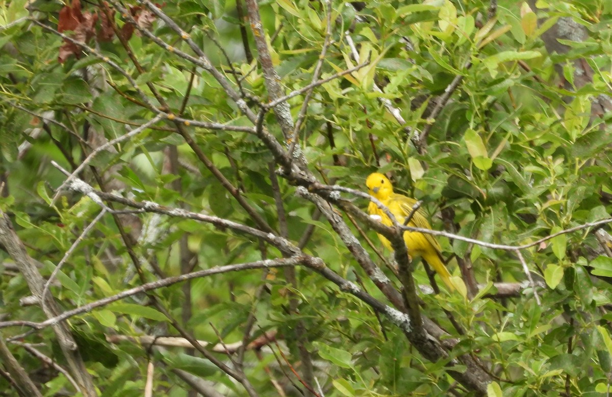 Yellow Warbler - ML621390290