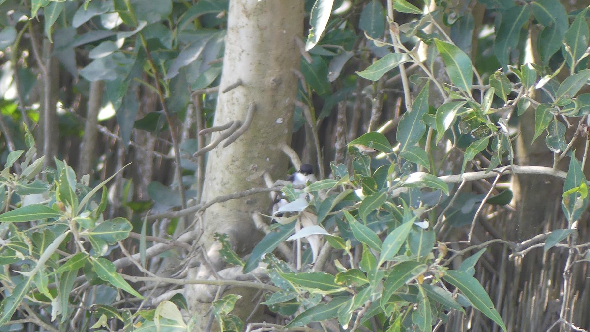 Mangrove Robin - ML621390295