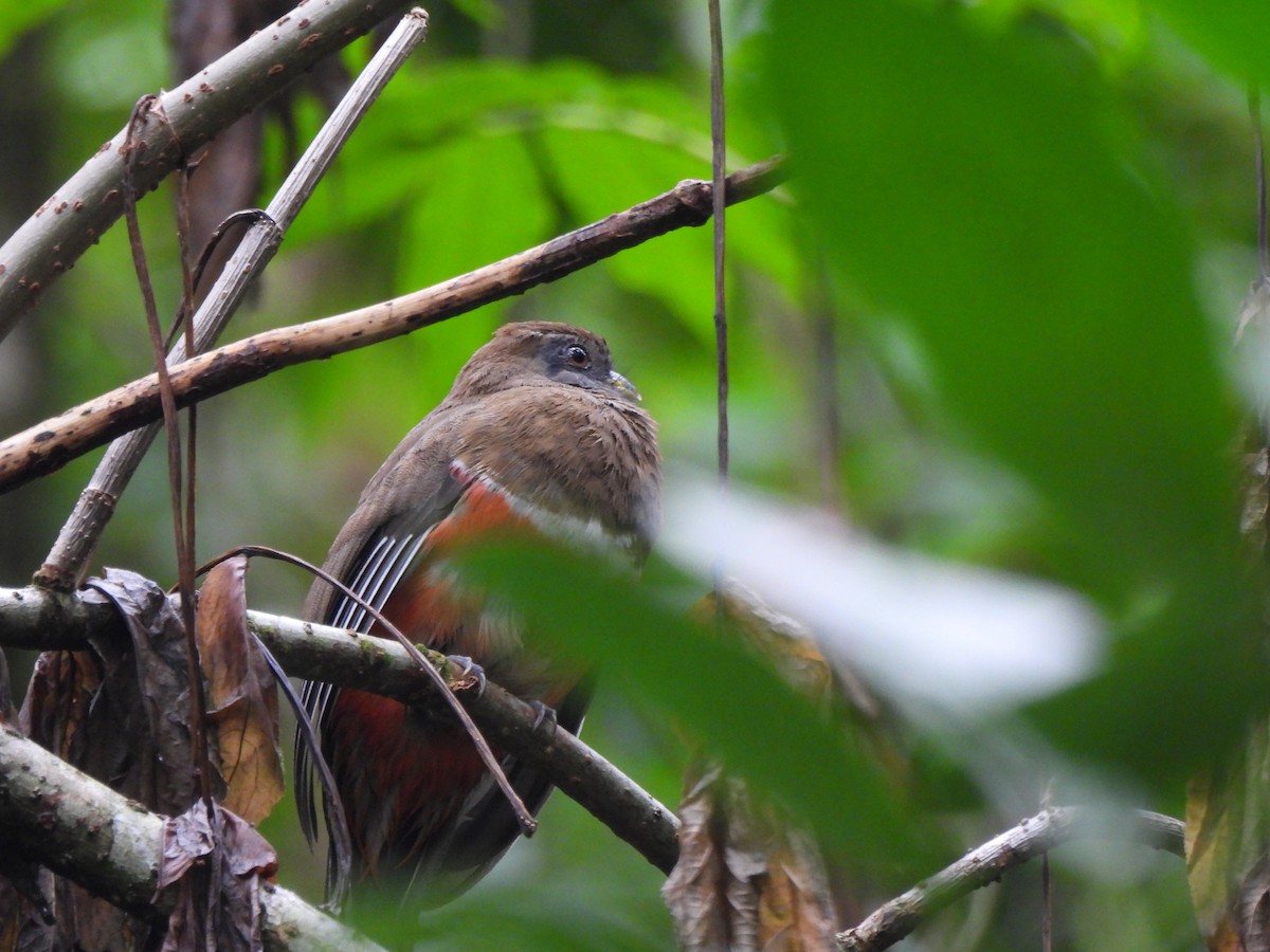 Collared Trogon (Xalapa) - ML621390328