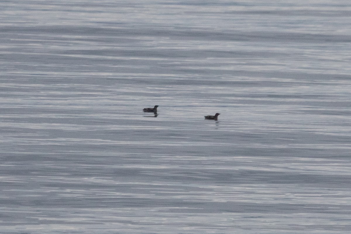 Marbled Murrelet - ML621390334