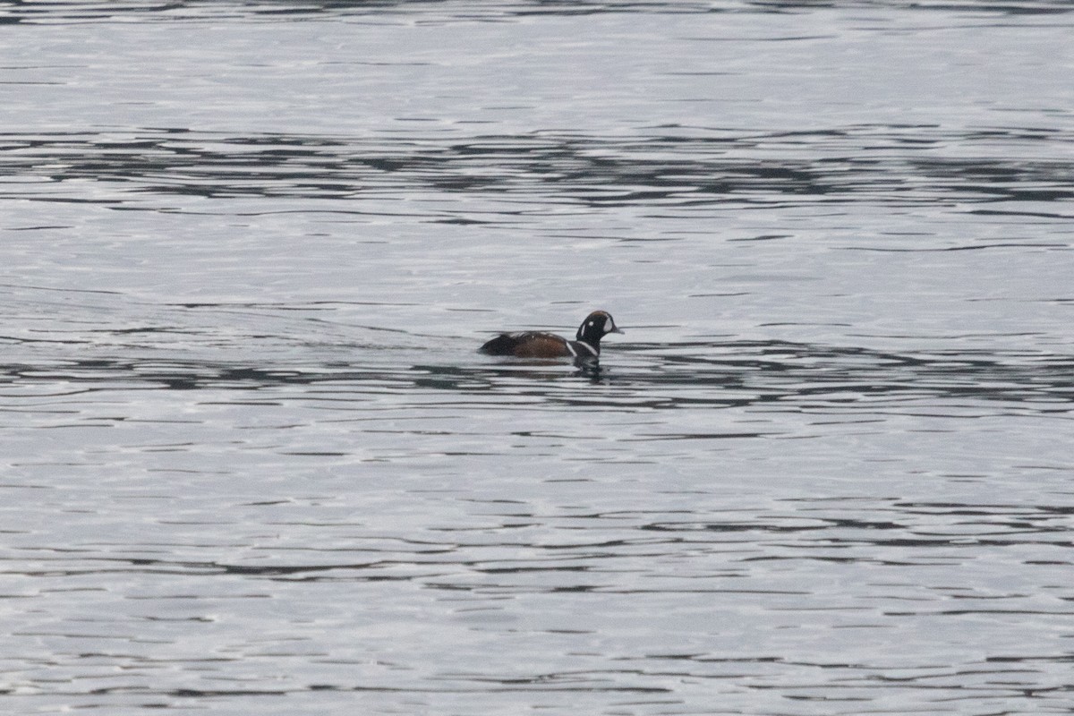 Harlequin Duck - ML621390337