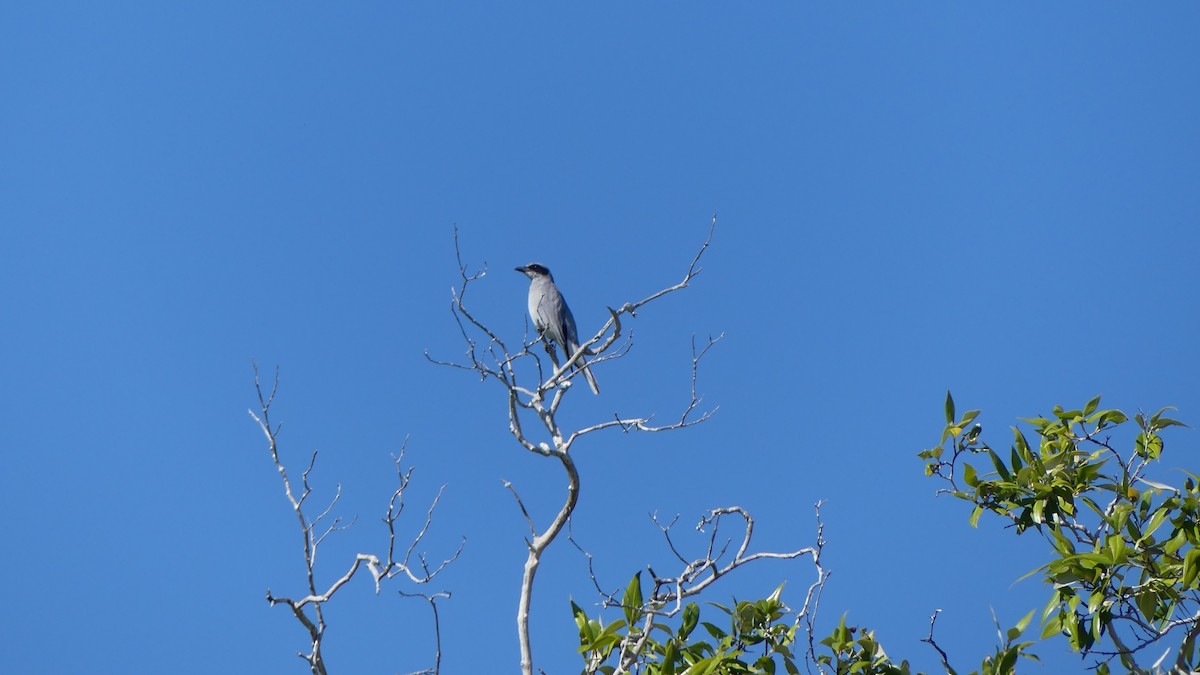 Black-faced Cuckooshrike - ML621390340