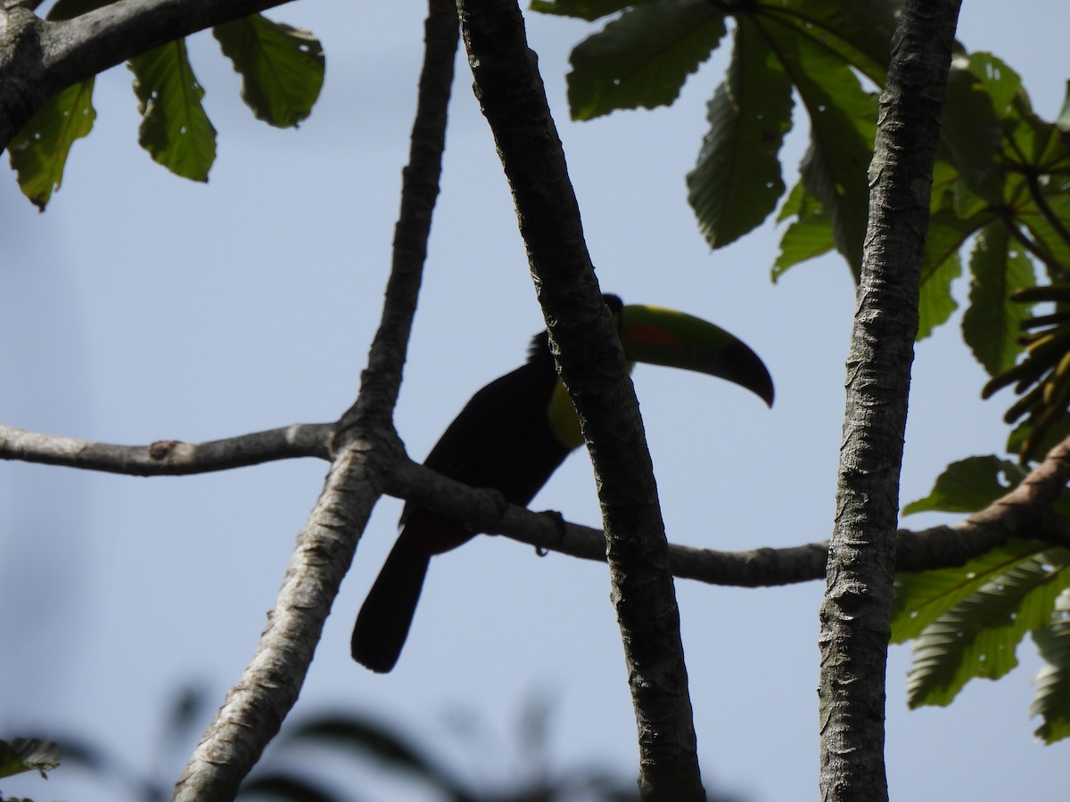 Keel-billed Toucan - Anisa Riccardelli