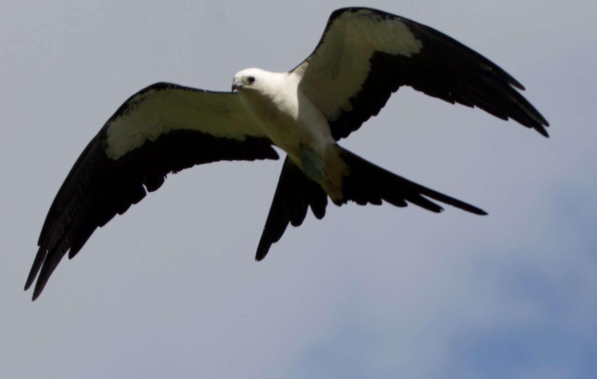 Swallow-tailed Kite - ML621390386