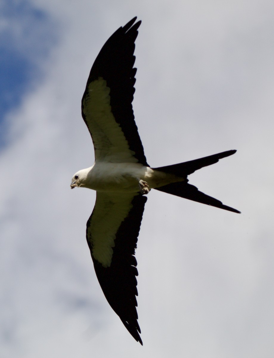 Swallow-tailed Kite - ML621390387