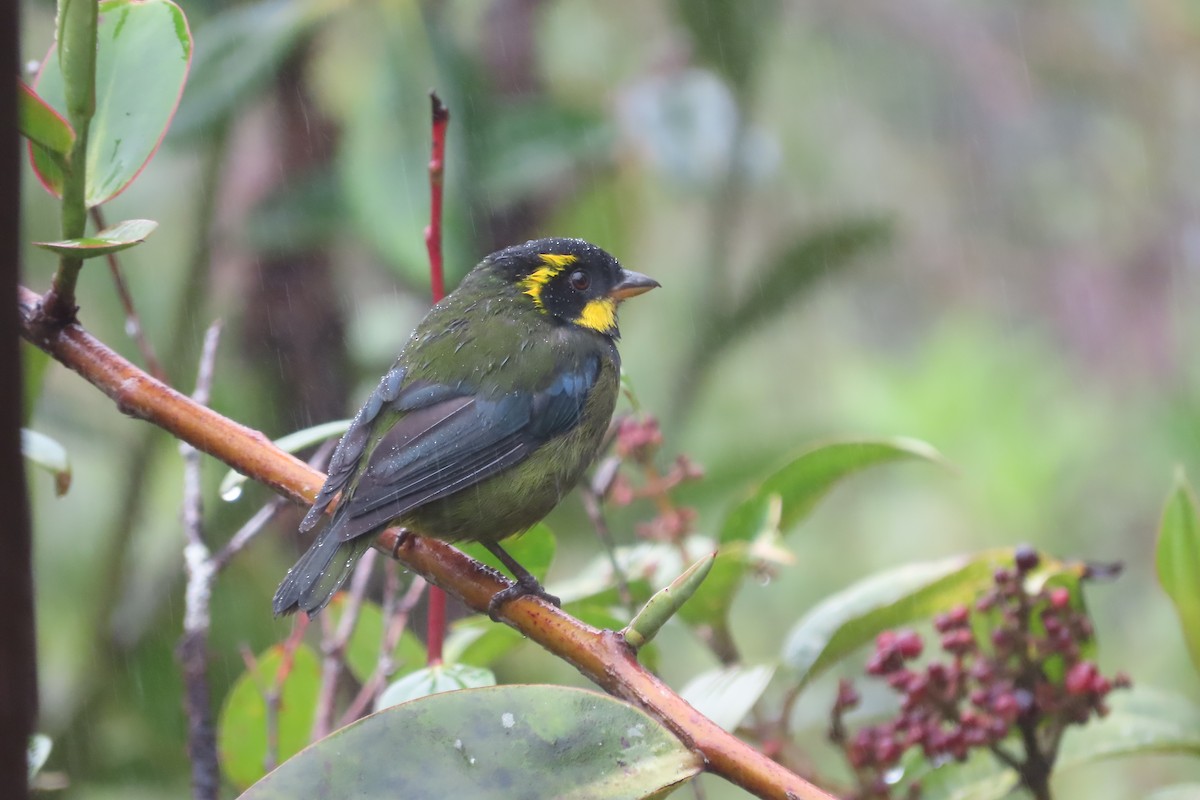 Gold-ringed Tanager - ML621390392