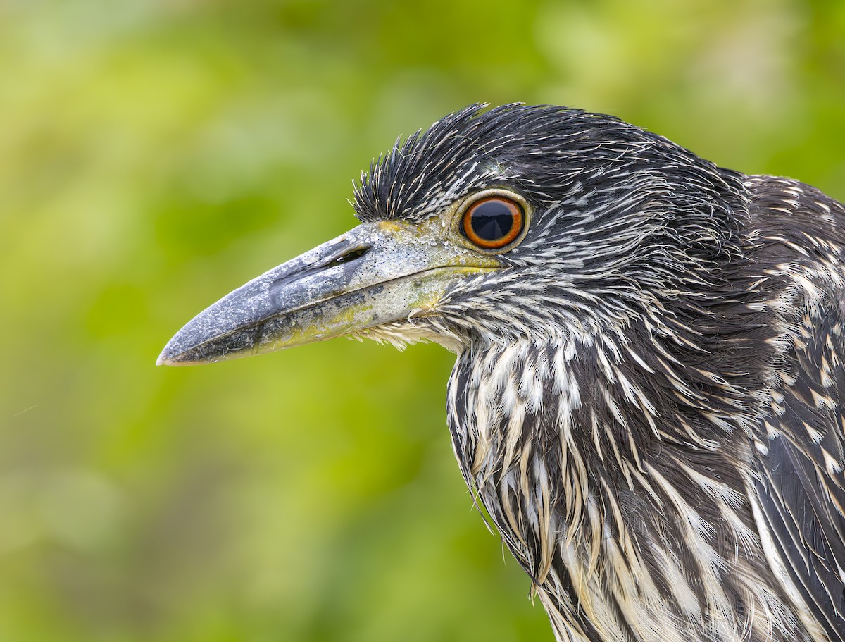 Yellow-crowned Night Heron - ML621390395