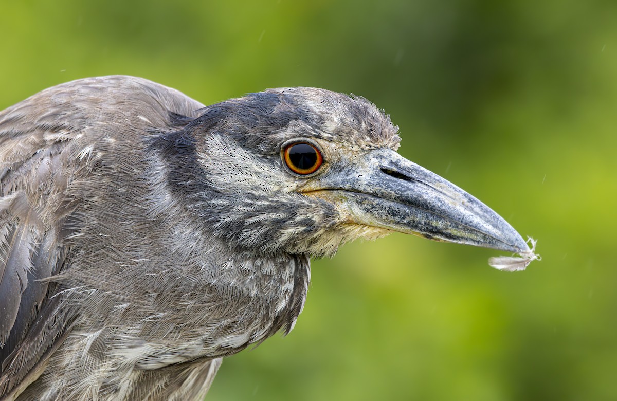 Yellow-crowned Night Heron - ML621390396