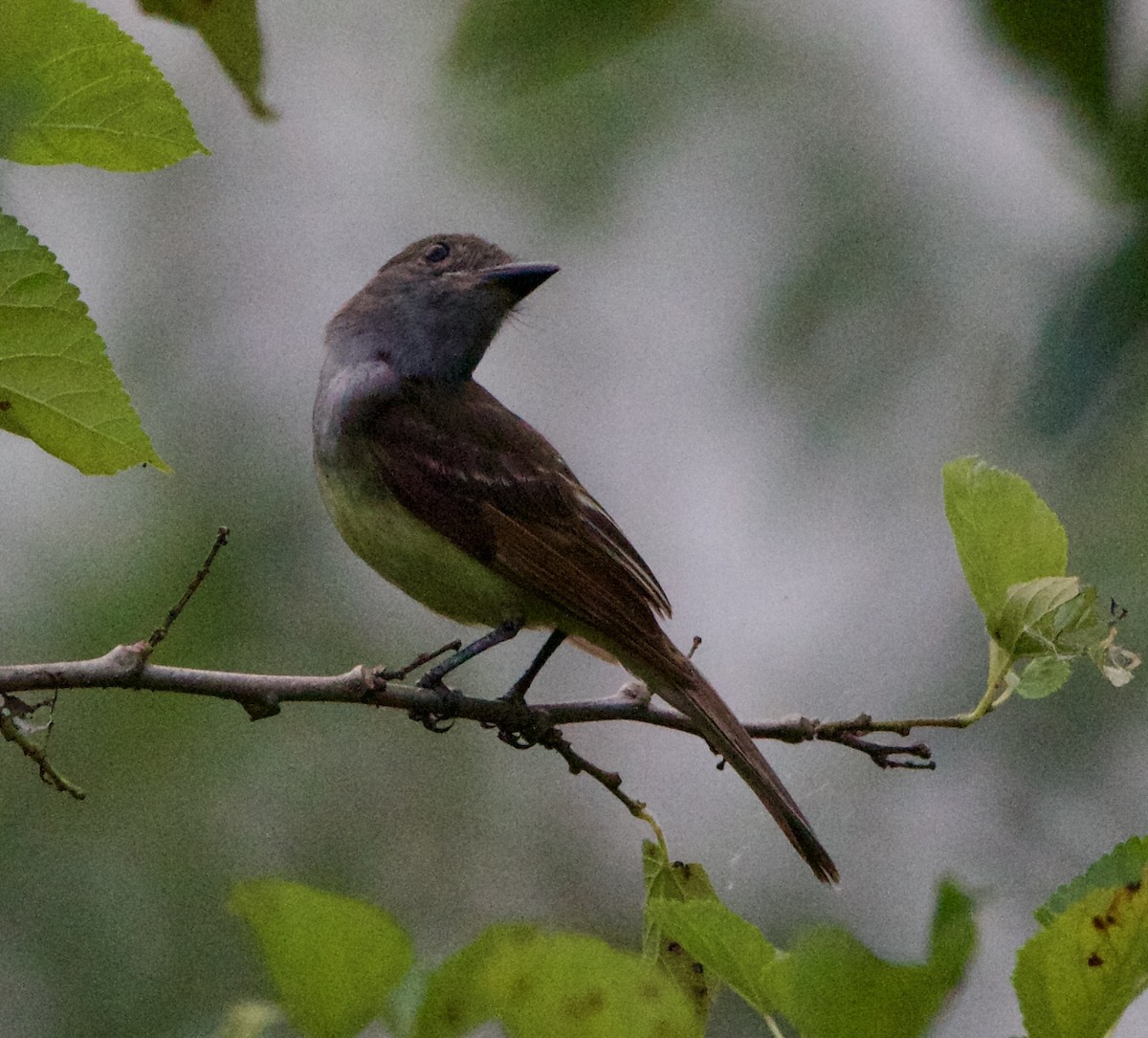 Great Crested Flycatcher - ML621390397