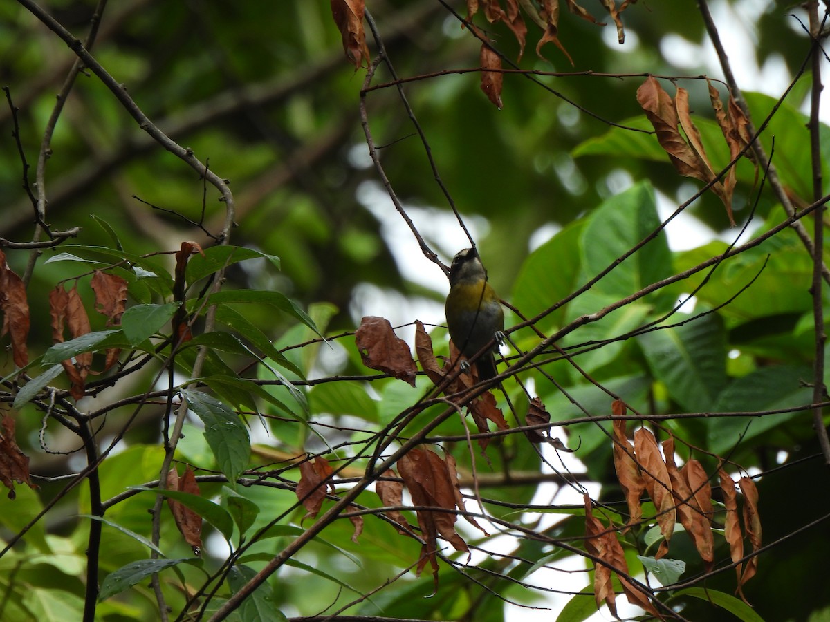 Common Chlorospingus - ML621390416