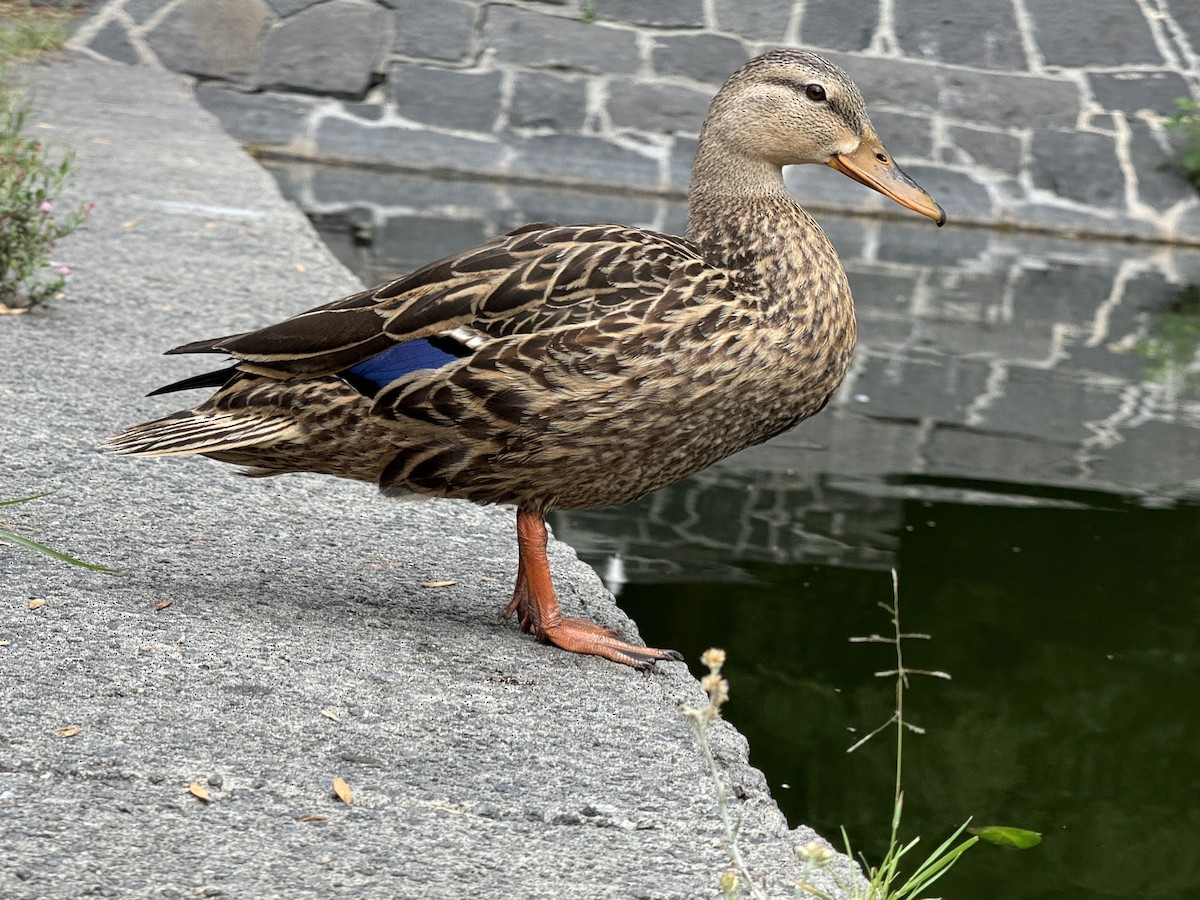Mexican Duck - ML621390577