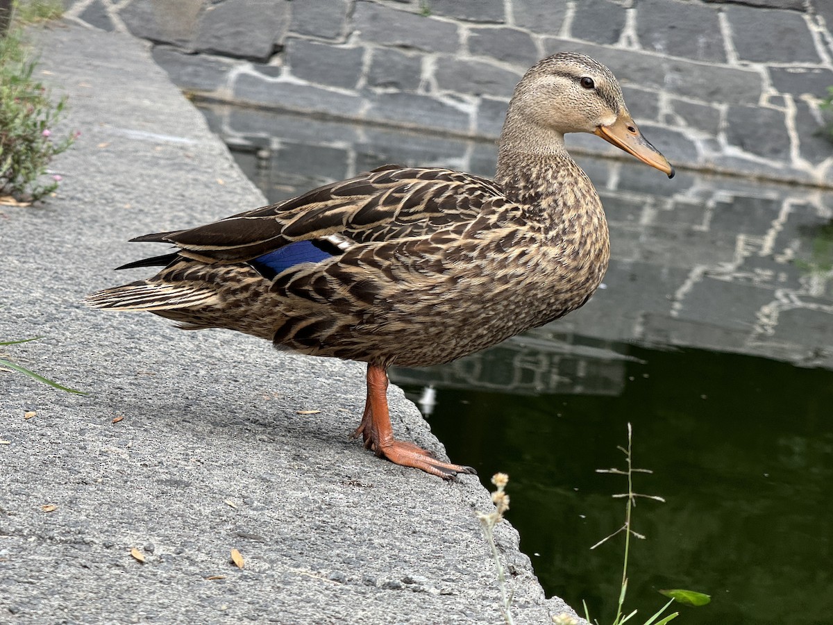Mexican Duck - ML621390578