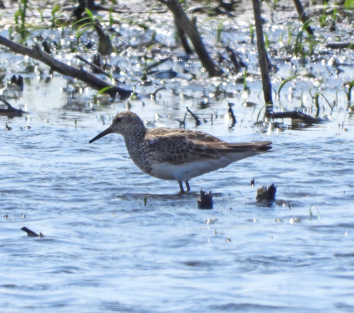 Graubrust-Strandläufer - ML621390629