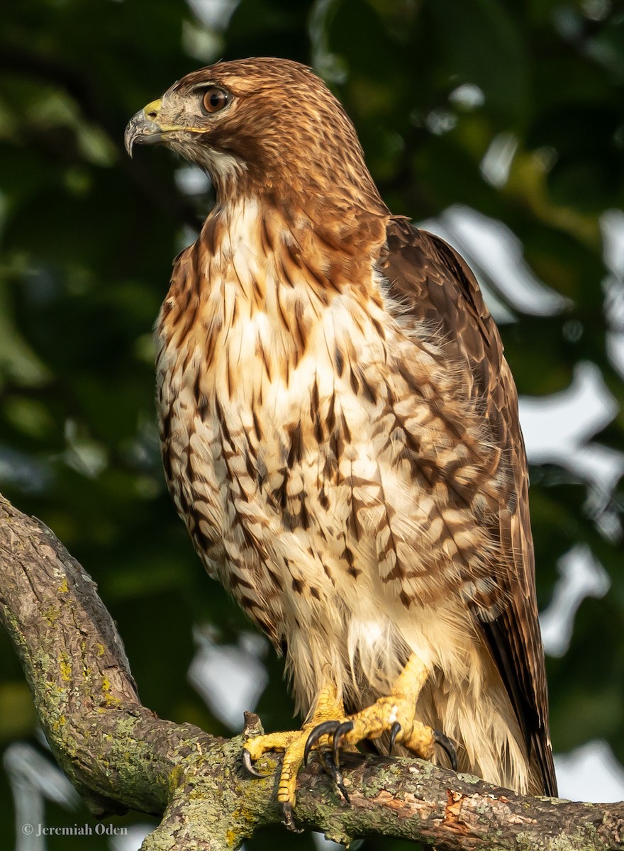 Red-tailed Hawk - ML621390633