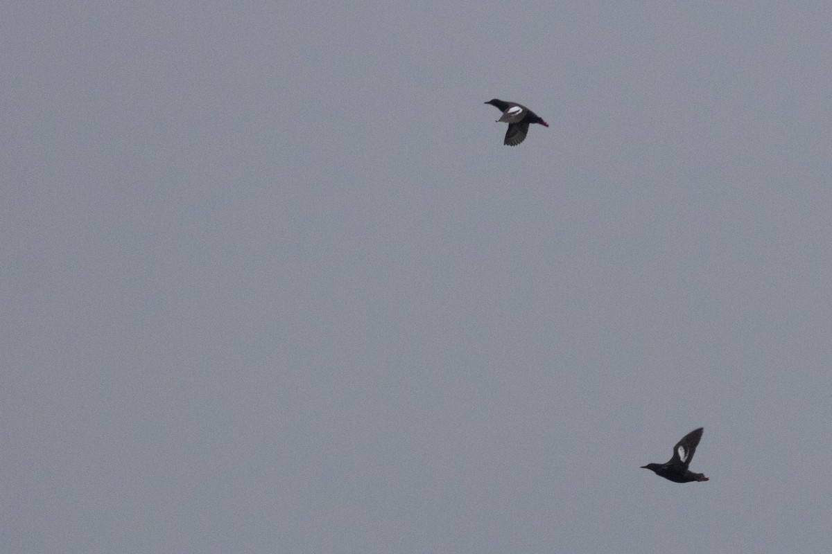 Pigeon Guillemot - ML621390724