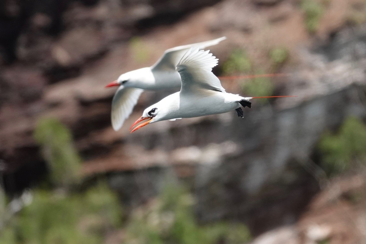 Red-tailed Tropicbird - ML621390726