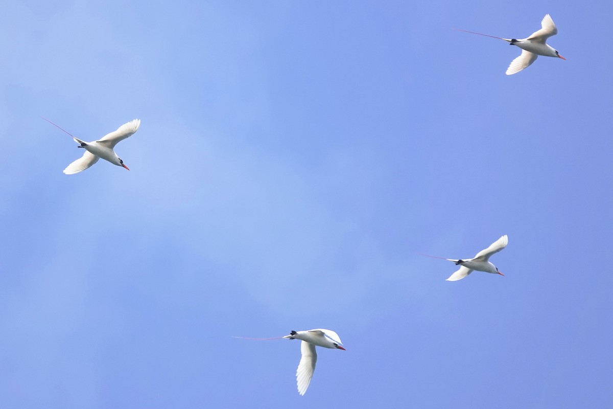Red-tailed Tropicbird - ML621390727