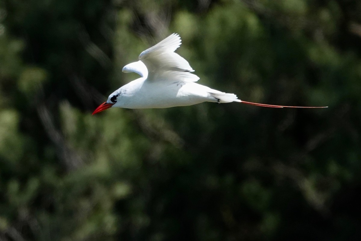 Red-tailed Tropicbird - ML621390732