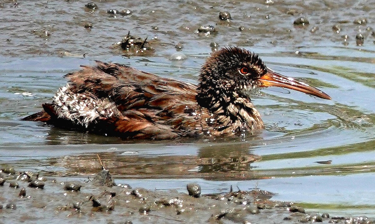 Clapper Rail - ML621390747