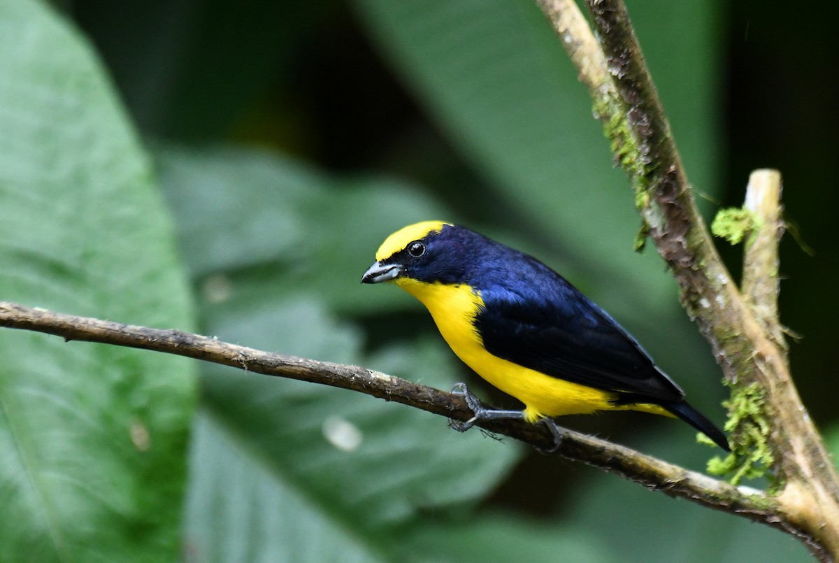 Thick-billed Euphonia (Thick-billed) - ML621390749