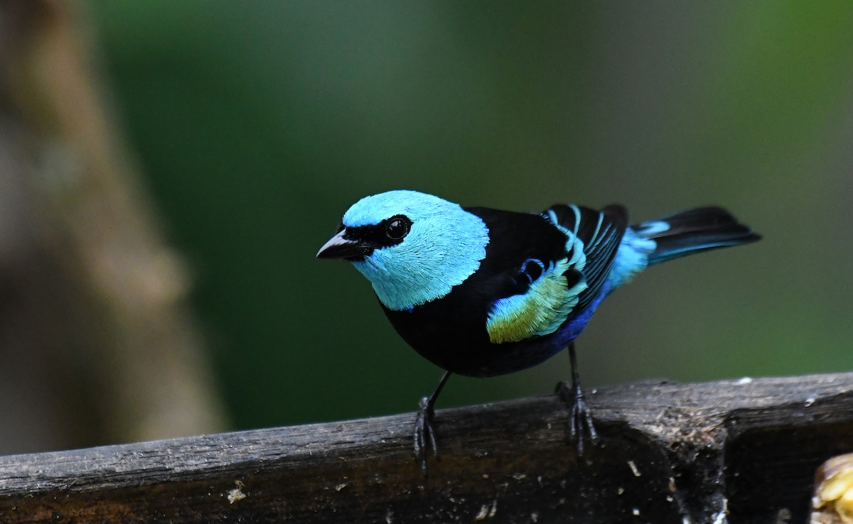 Blue-necked Tanager - ML621390752