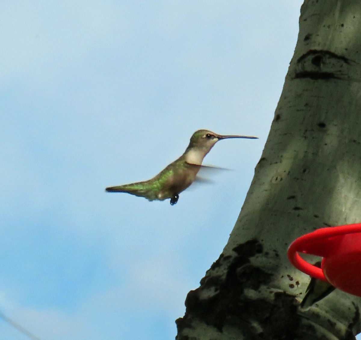 Black-chinned Hummingbird - ML621390759