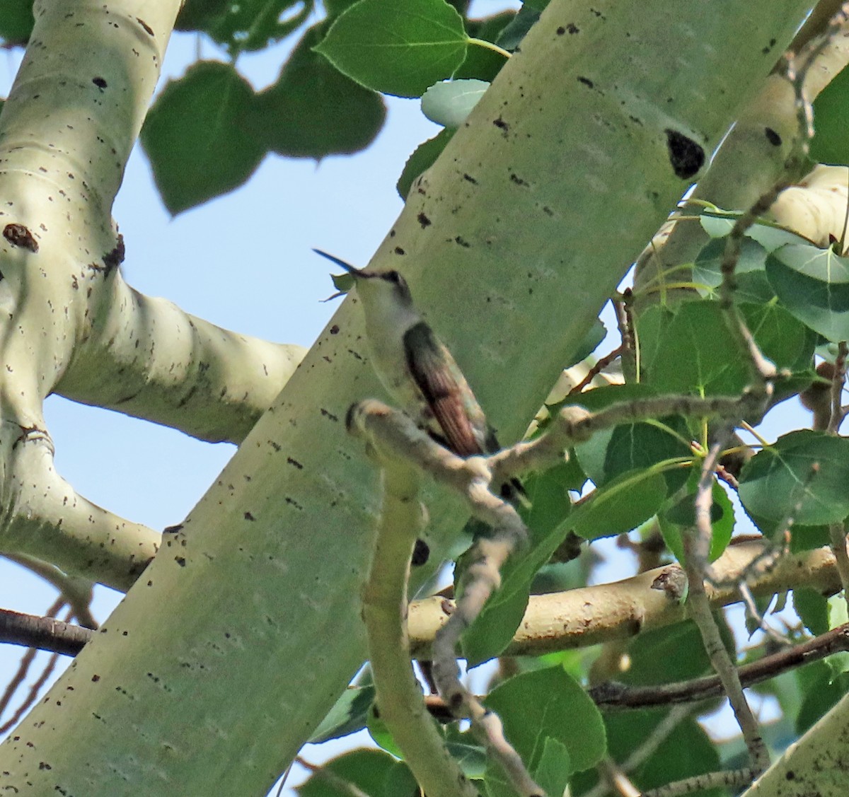Black-chinned Hummingbird - ML621390761