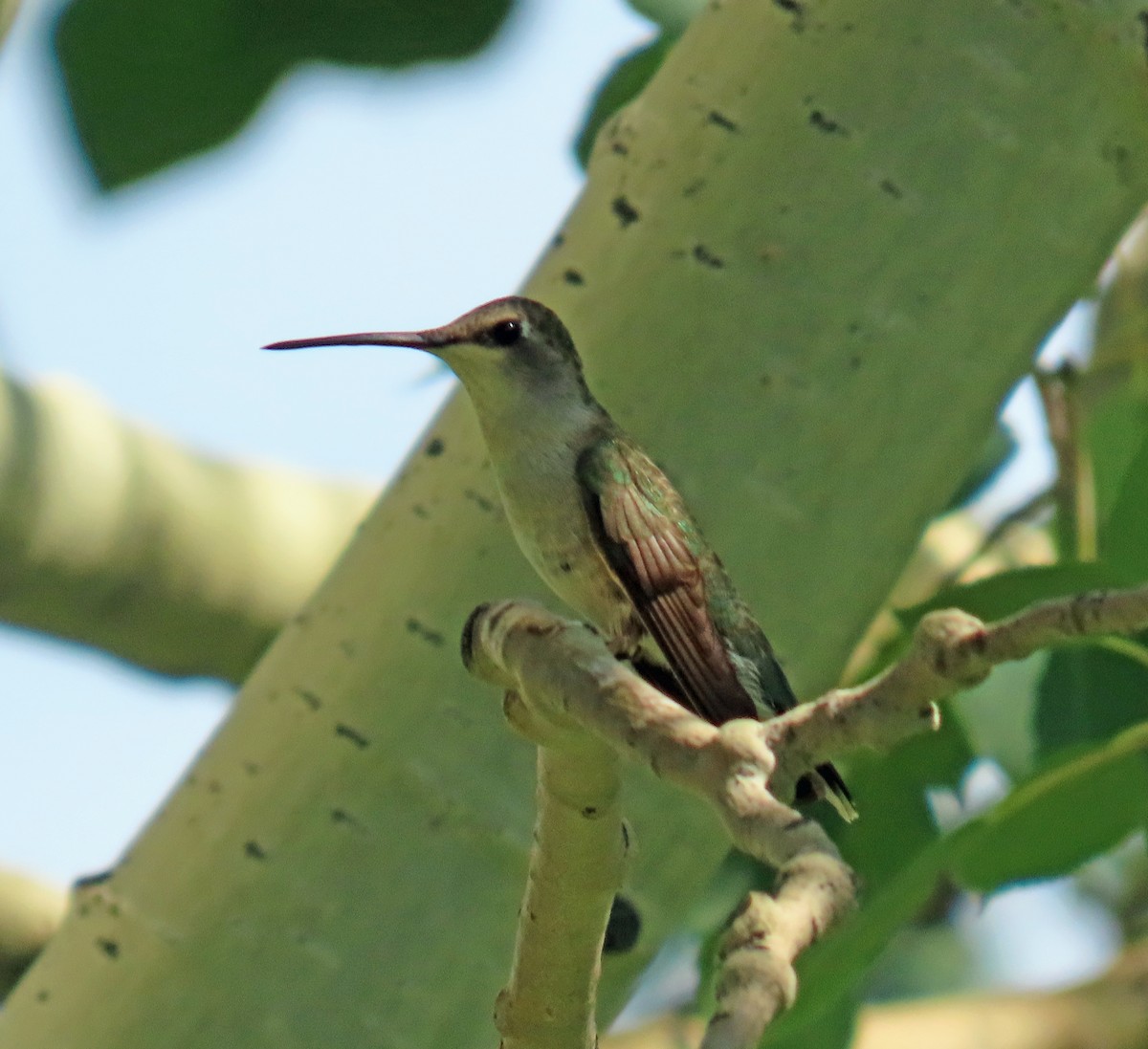 Black-chinned Hummingbird - ML621390762