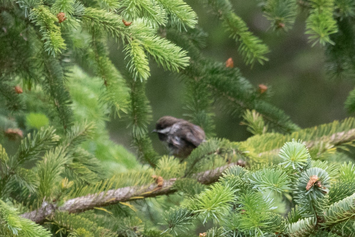 Boreal Chickadee - ML621390789