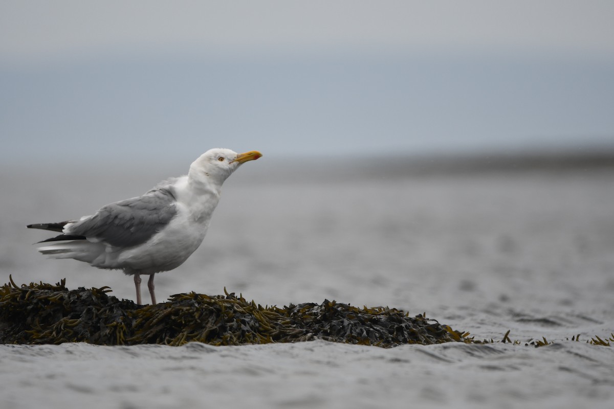 Gaviota Argéntea (americana) - ML621390863