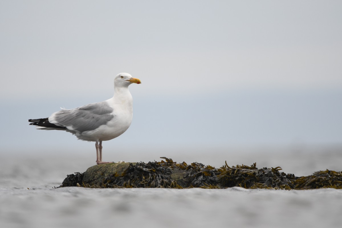 Gaviota Argéntea (americana) - ML621390864