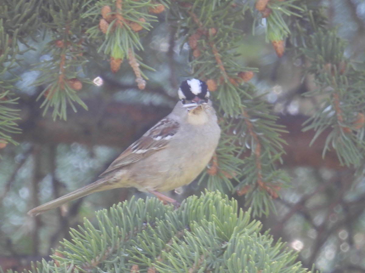 White-crowned Sparrow - ML621390896