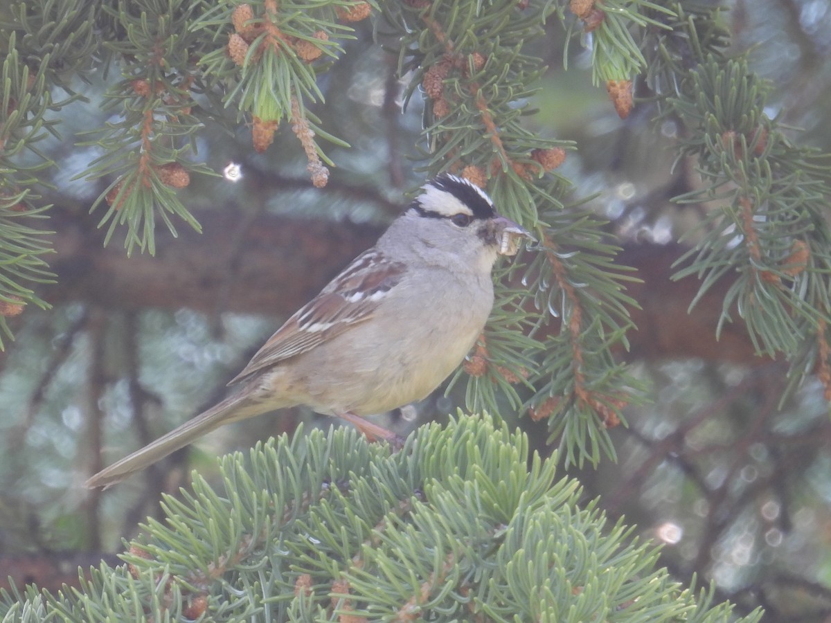 White-crowned Sparrow - ML621390897
