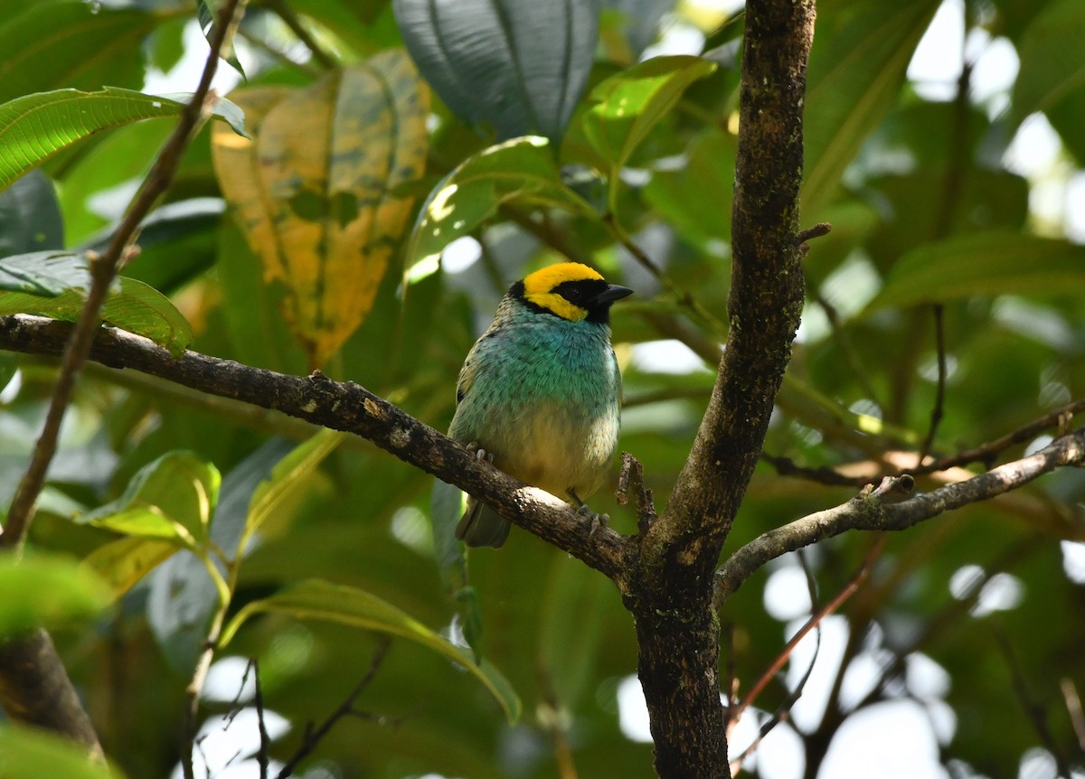 Saffron-crowned Tanager - ML621390906