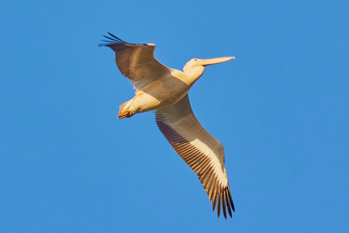 pelikán severoamerický - ML621390981