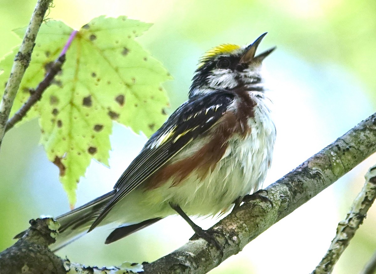 Chestnut-sided Warbler - ML621391052