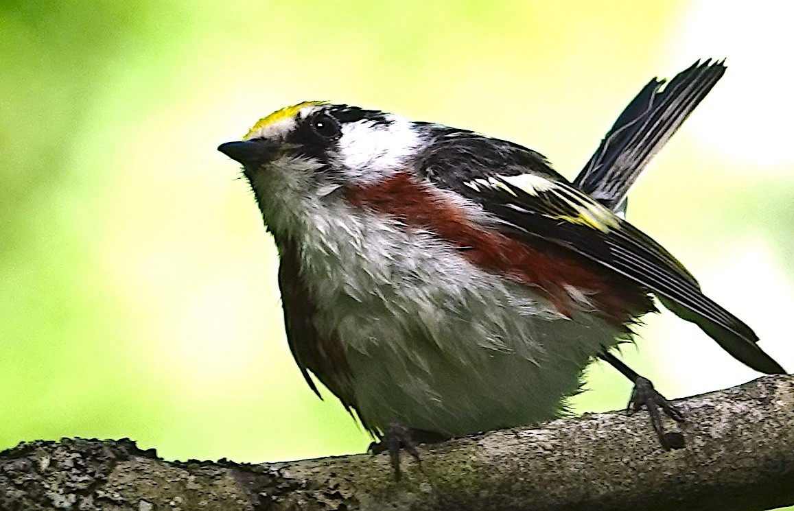 Chestnut-sided Warbler - ML621391142