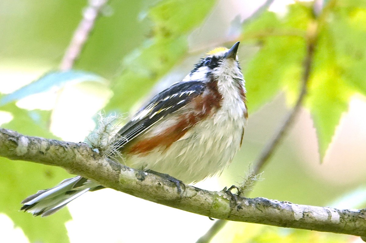 Chestnut-sided Warbler - ML621391157