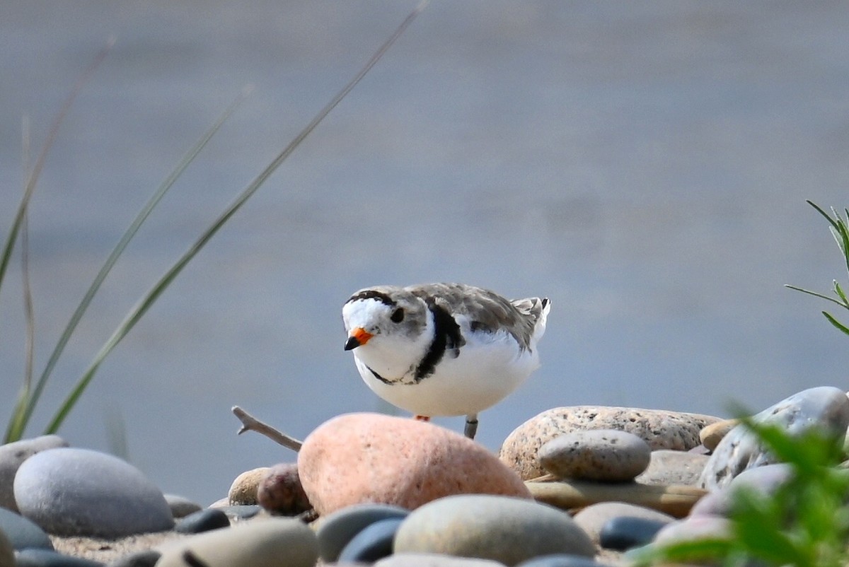 Piping Plover - ML621391241