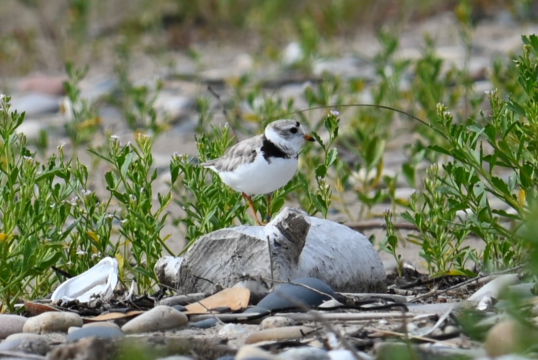 Piping Plover - ML621391243