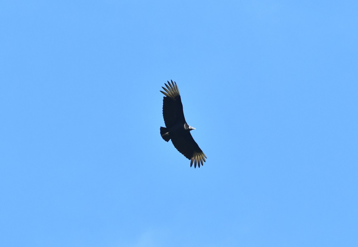 Black Vulture - ML621391252