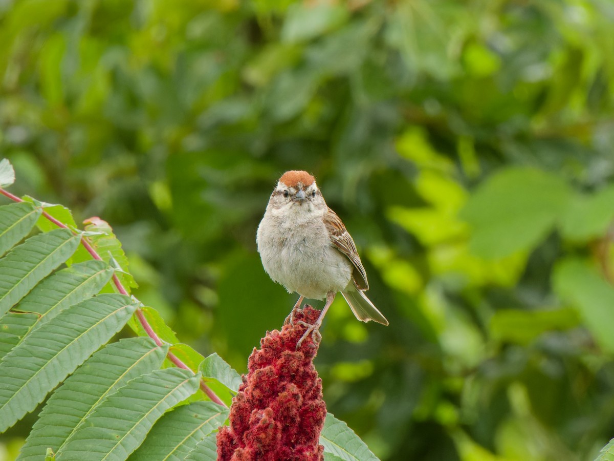 Chipping Sparrow - ML621391344