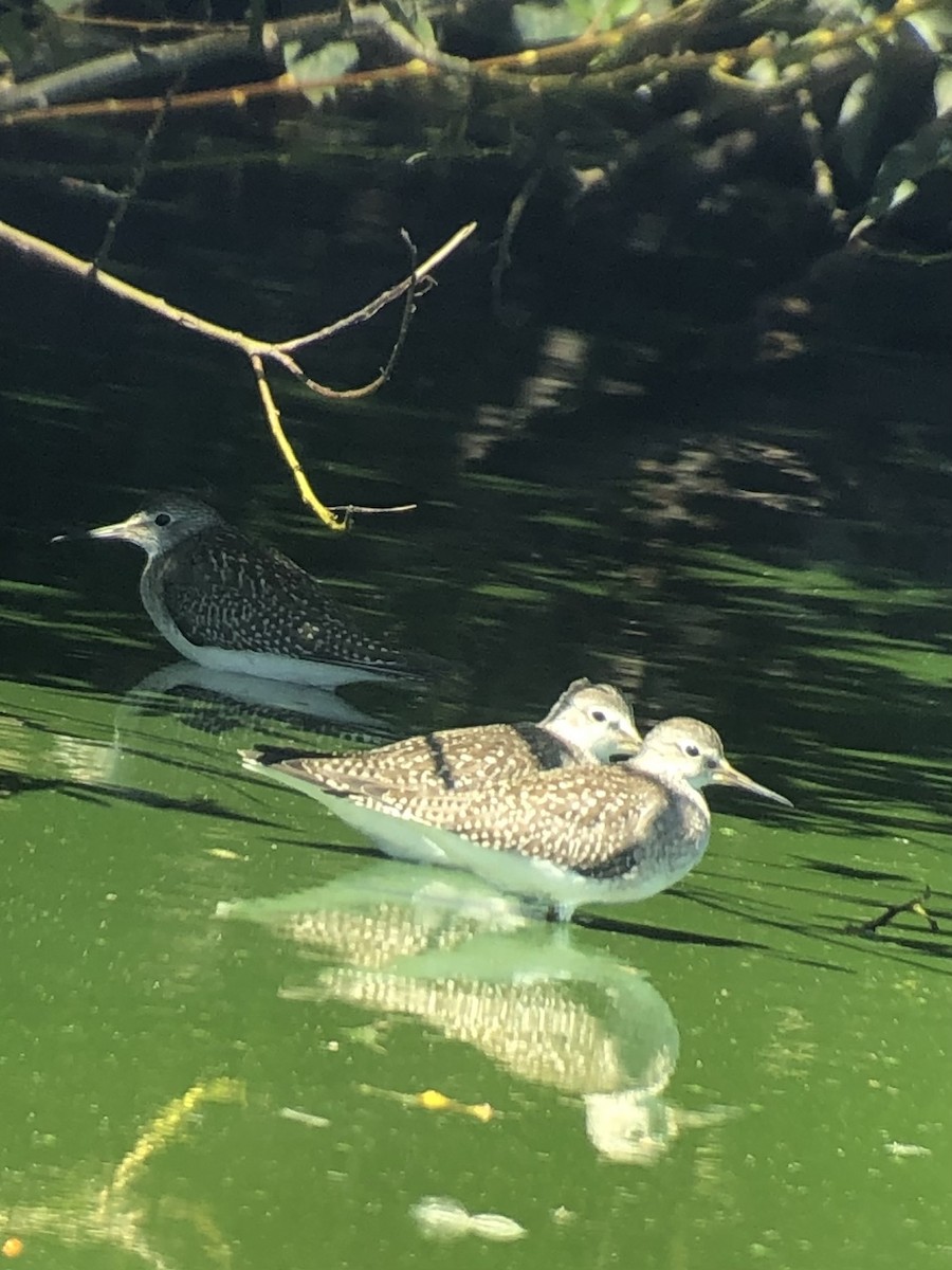 Solitary Sandpiper - ML621391352