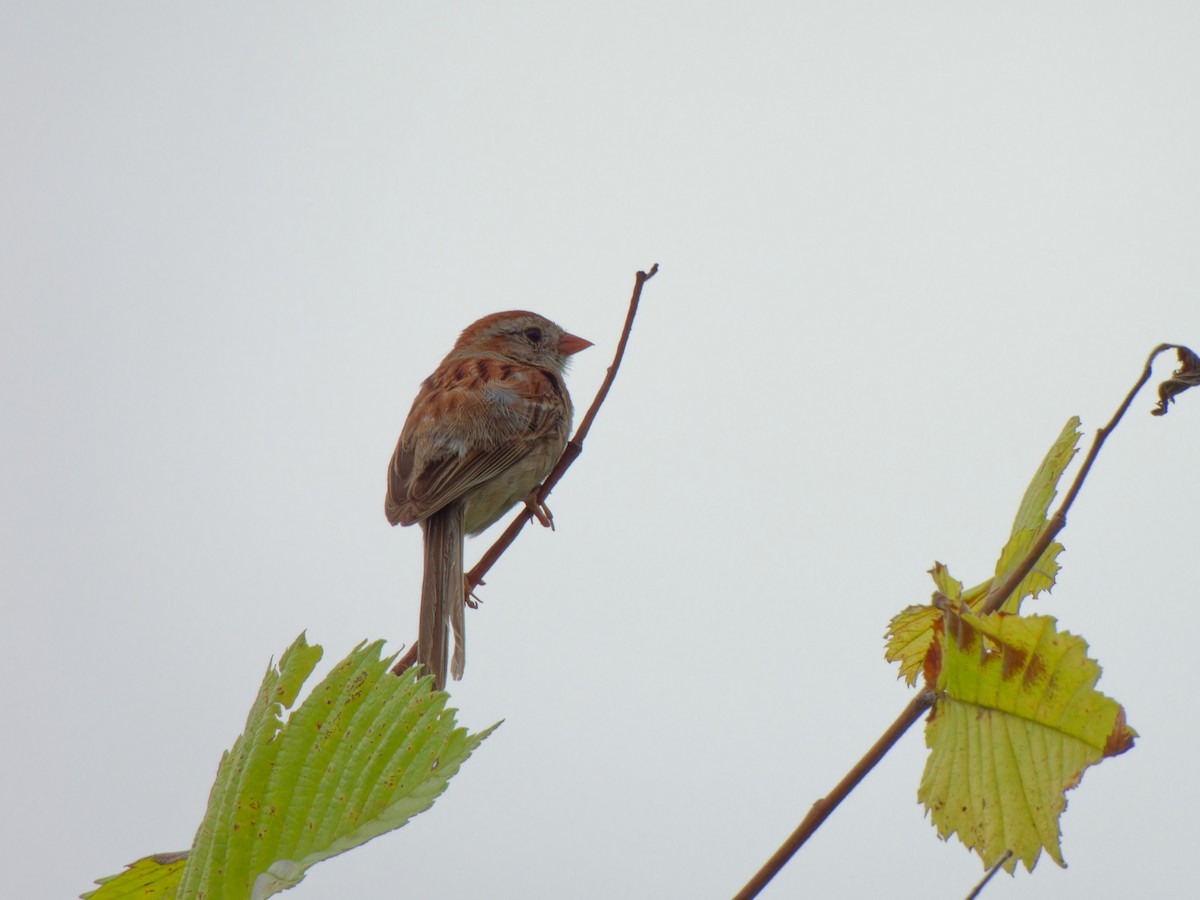 Field Sparrow - ML621391368