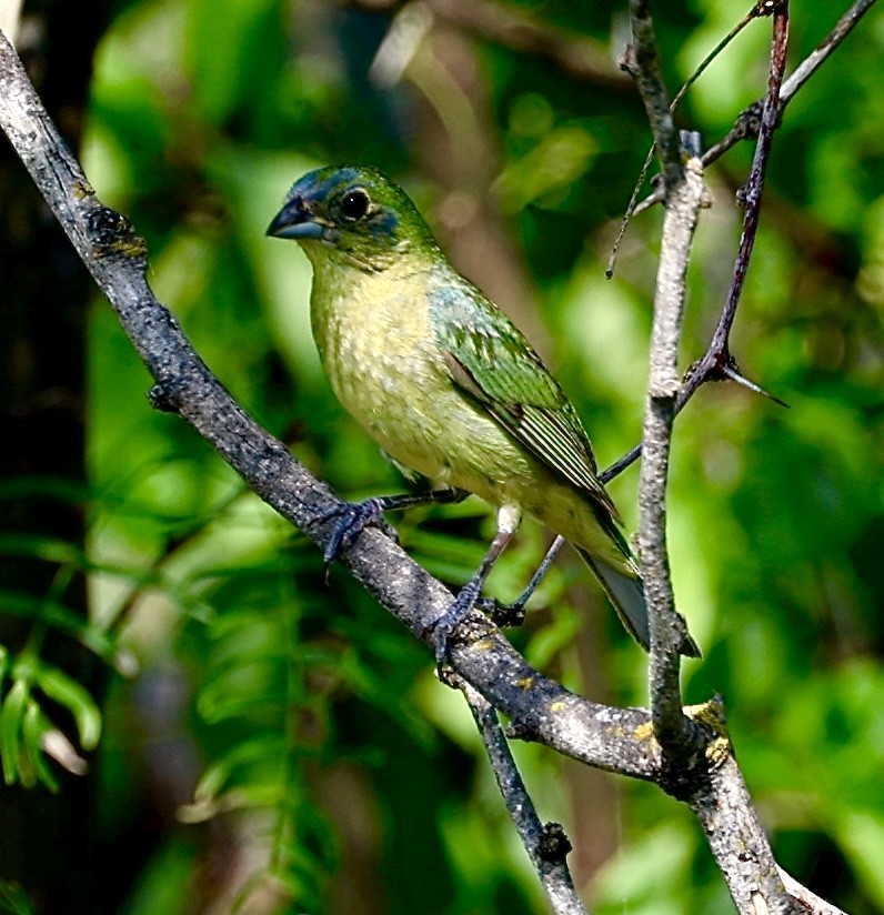 Painted Bunting - ML621391370